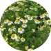 Chamomile Dry Tea: Vital Herb